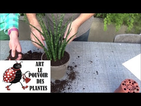 Vidéo: Qu'est-ce qu'une plante Mikado ? Conseils pour faire pousser des plantes Mikado à l'intérieur