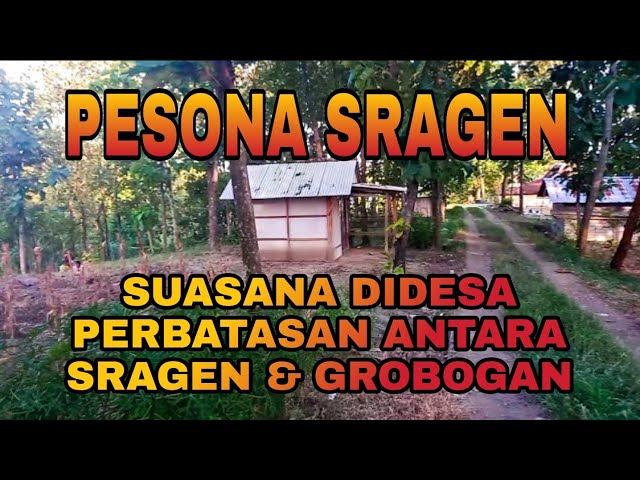 SUASANA DESA PERBATASAN SRAGEN DAN GROBOGAN JAWA TENGAH || PESONA SRAGEN || SRAGEN MOTRET class=