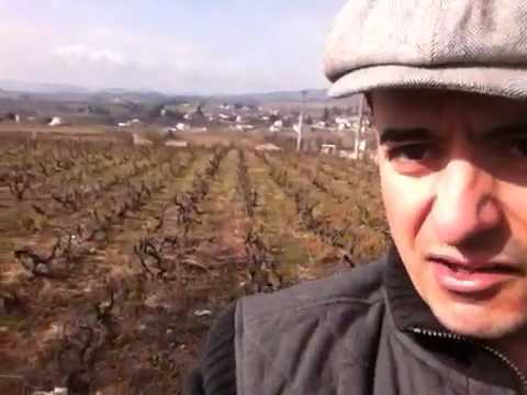 Standing in Fleurie, Cru Beaujolais