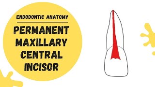 Endodontic Anatomy of the Permanent Maxillary Central Incisor | Root canal anatomy