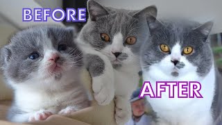 British Shorthair Bicolor ILYA LOUIS | Before and after