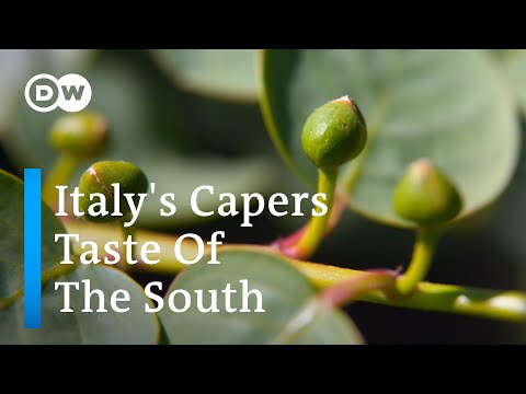 Why It's So Difficult To Harvest Capers