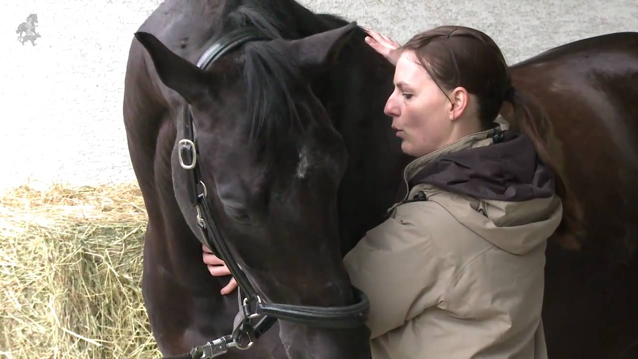 Pferdeosteopathische Behandlung Teil 1/2