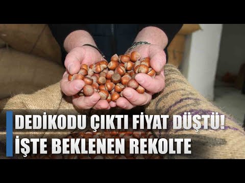 Dedikodu Çıktı Fındık Fiyatları Düştü! İşte Rekolte Tahmini / AGRO TV HABER