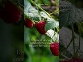 Prune Autumn Raspberries now for better fruit... #FruitGarden #UKGardening #SeasonalGardening