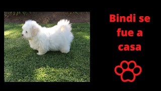 Bindi se fue a casa by Coton de Tulear 5,928 views 3 years ago 3 minutes, 44 seconds