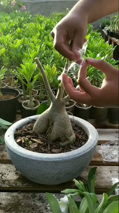 CARA OKULASI BUNGA ADENIUM/KAMBOJA MENJADI 5 WARNA