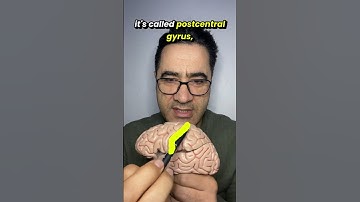 The Science of Touch: Exploring Primary and Secondary Somatosensory Cortex