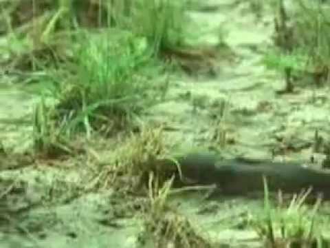 Video Catfish walking on land video