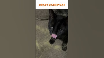 Cat Goes Crazy For Catnip! 🍃😂