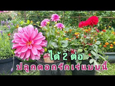 วีดีโอ: ดอกรักเร่: วิธีการปลูกดอกรักเร่ในสวน