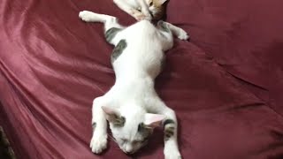 I Swear My Kittens are Just Broken...
