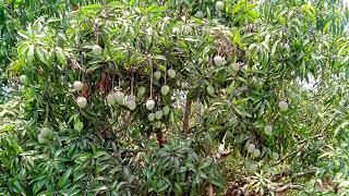 Alphanso mangoes from our farm at Shikaripura (Shivamogga district)