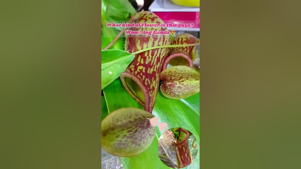 what-kind-of-flowers-is-this-shortvideo-trending-viral-flowers