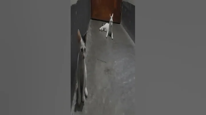 Video 5812111: kitten meow cutecat, cat cutecat funnycats, little kitten meowing, cat funny cutecat dog, best funny cats dogs, cat lovers funny