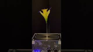 Music Tesla Coil Flower teslacoil teslacoilsound