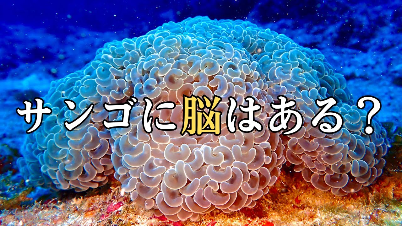 Do corals have brains? We'll talk about their body structure and