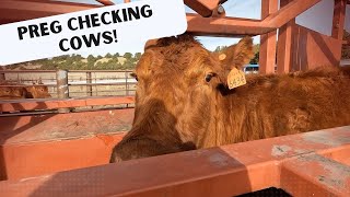 Preg Checking our Cows!