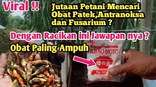 *Racikan ampuh !! Cara mengatasi penyakit patek pada tanaman cabe.