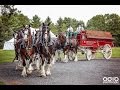 Budweiser Clydesdales in Saratoga Springs, NY | August 17, 2016 | Spa State Park