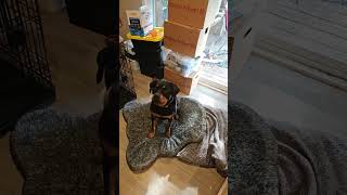 treat time #choochoolagoon #rottweiler #doberman #shibc shibavlassic.io #uniswap #biconomy #crypto