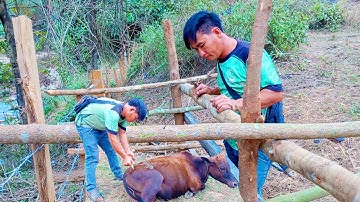 Look at the sick cow/12 months/2025/