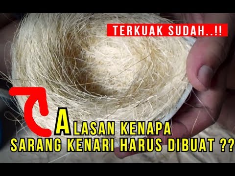 Video: Bagaimana Anda Boleh Membuat Sarang Untuk Kenari