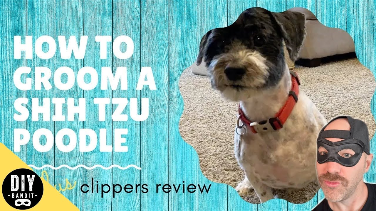 How to Groom a Shih Poo: Haircut Tips and Tricks - wide 6