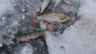 Рыбалка Зима 2020-2021 бесплатный пруд в Герцевке Белгородская обл. 30.01.21.
