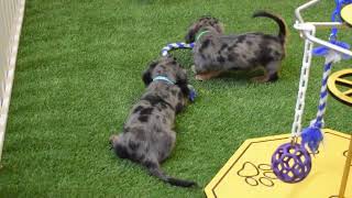Standard Dachshund Puppies For Sale