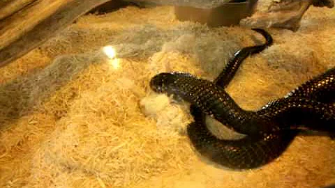 Snakes eating rats