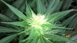 X5 LED grow light (5 watt H.O. chipsets), Week 7