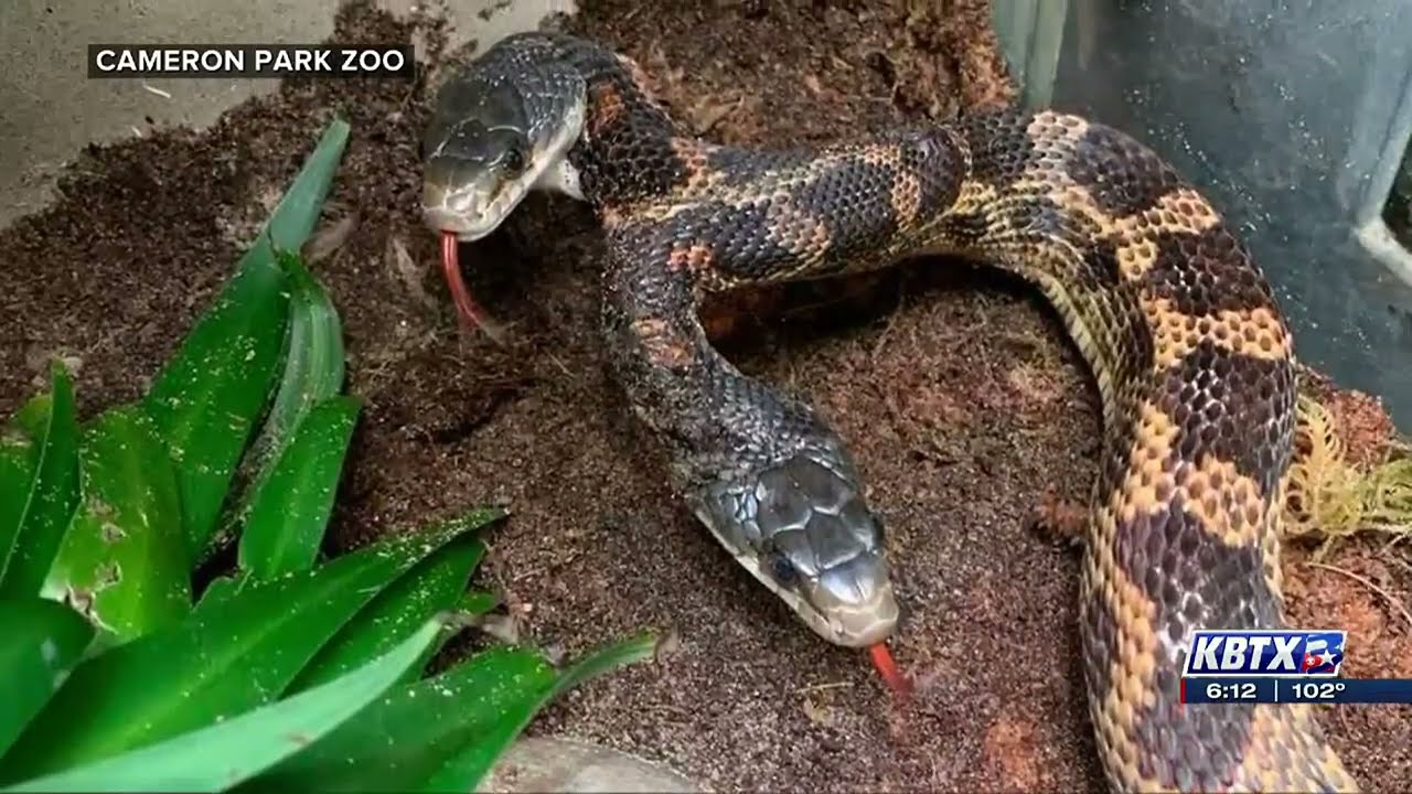 Double Trouble: Two-headed snake back on display at Waco's Cameron