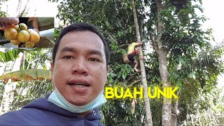 Buah Unik |Asam Gandaria