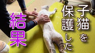 保護猫動画100万再生した子猫の現在がこちら