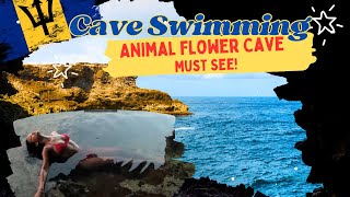 BARBADOS Must See - The ANIMAL FLOWER CAVE Raw Beauty