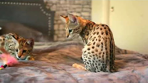 Video 1024611: breeds savannah, cute savannah cat, cat facts cute, cat first