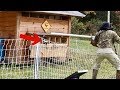 Skunks in the CHICKEN COOP!