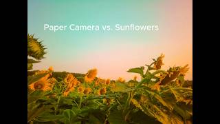 Photographing a Sunflower Field with the Paper Shoot Camera screenshot 4