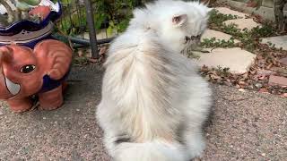 Persian Kitty, Grasshopper aka BUG by Mythicbells 834 views 7 months ago 1 minute, 3 seconds
