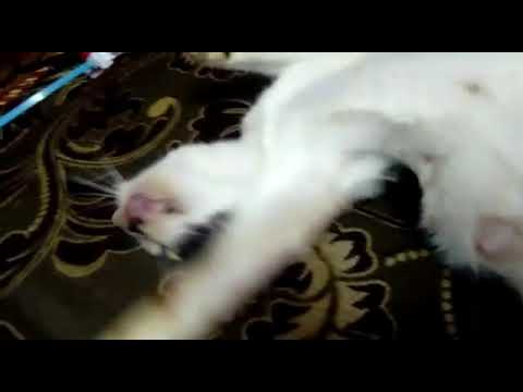kucing - YouTube