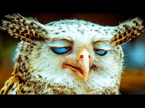 amazing-owls-🦉-funny-owls-dancing-and-playing-[funny-pets]