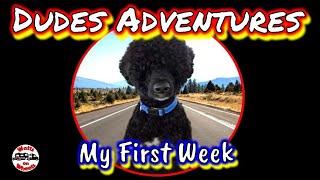 My First Week // How's Life with the Watts's // Portuguese Water Dog