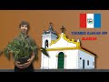 Tocando Djavan #19: Alagoas