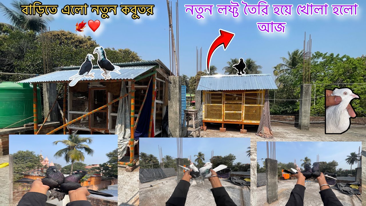 বাড়িতে আনলাম নতুন কবুতর 😍 বানিয়ে ফেললাম একটা নতুন লফ্ট ❤️ গোপাল ভাইয়ের কবুতর কি বাজি করবে আজ 🤔