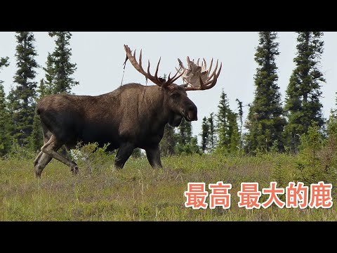 The largest deer in the world: moose