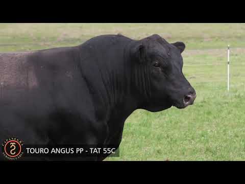 LOTE 03 - TOURO ANGUS PP   TAT 55C