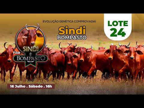 LOTE 24 -  MUSA BOMPASTO