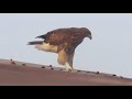 Sparrowhawks on my roof