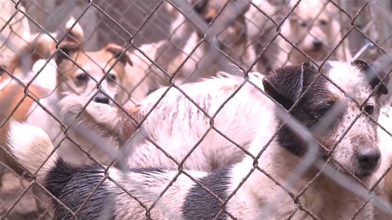 Aspca Video Puppy Mill Survivor S Amazing Transformation Youtube Aspca Video Puppy Mill Survivor S Amazing Transformation Youtube